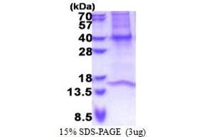 SDS-PAGE (SDS) image for Guanine Nucleotide Binding Protein (G Protein), beta Polypeptide 3 (GNB3) (AA 1-340) protein (His tag) (ABIN5853311)
