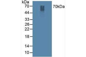 Western blot analysis of Mouse Cerebellum Tissue. (SYN1 anticorps  (AA 113-420))