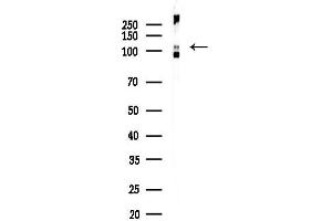 anti-E3 ubiquitin-protein ligase NEDD4-like (NEDD4L) (pSer448) antibody