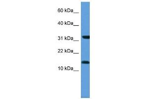 MGST3 antibody (70R-10042) used at 0. (MGST3 anticorps  (N-Term))