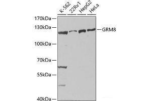 Western blot analysis of extracts of various cell lines using GRM8 Polyclonal Antibody at dilution of 1:1000. (GRM8 anticorps)
