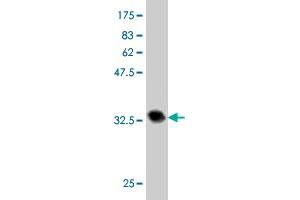 Western Blot detection against Immunogen (36.