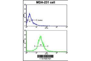 Flow cytometric analysis of MDA-231 cells using ACTN4 Antibody (bottom histogram) compared to a negative control cell (top histogram).