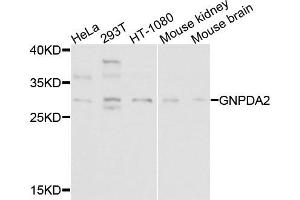 Western blot analysis of extracts of various cells, using GNPDA2 antibody. (GNPDA2 anticorps)