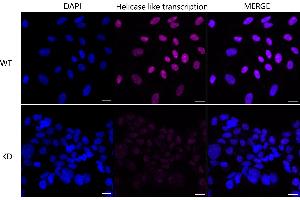 anti-Helicase-Like Transcription Factor (HLTF) antibody