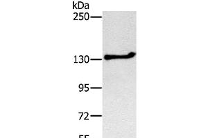 Western Blot analysis of Jurkat cell using NEMF Polyclonal Antibody at dilution of 1:200 (NEMF anticorps)
