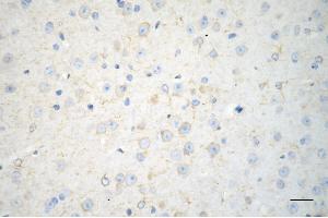 Immunohistochemistry was performed on paraffin-embedded mouse brain using SRPK2 antibody (ABIN7800327), 1:200). (SRPK2 anticorps)