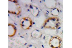 Used in DAB staining on fromalin fixed paraffin-embedded kidney tissue (TREH anticorps  (AA 151-411))
