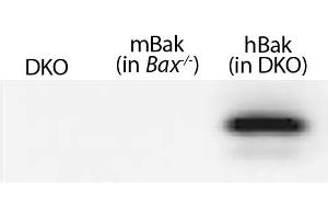 Lysates from mouse embryonic fibroblasts expressing no Bak (Bax-/-Bak-/- (DKO)), mouse Bak (Bax-/-), or WT human Bak (in DKO) were resolved by electrophoresis, transferred to nitrocellulose membrane, and probed with anti-Bak followed by Goat Anti-Rat Ig, Mouse ads-HRP (Chèvre anti-Rat Ig (Heavy & Light Chain) Anticorps (HRP))