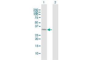 Western Blot analysis of ATP1B3 expression in transfected 293T cell line by ATP1B3 MaxPab polyclonal antibody.