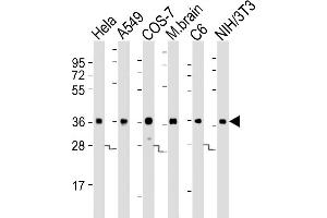 All lanes : Anti-GDH Antibody at 1:8000 dilution Lane 1: Hela whole cell lysates Lane 2: A549 whole cell lysates Lane 3: COS-7 whole cell lysates Lane 4: mouse brain lysates Lane 5: C6 whole cell lysates Lane 6: NIH/3T3 whole cell lysates Lysates/proteins at 20 μg per lane.