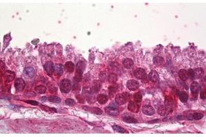 Anti-ZNF217 antibody IHC staining of human prostate. (ZNF217 anticorps  (AA 604-617))