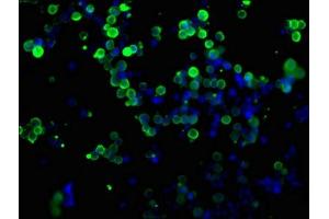 Immunofluorescence staining of transfected HEK293 cells with ABIN7127946 at 1:100, counter-stained with DAPI. (Myc Tag anticorps)