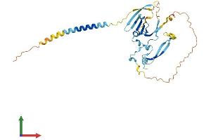 AlphaFold protein structure predicition of Human Recombinant TNMD Protein, UniprotID Q9H2S6
