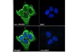 ABIN768557 Immunofluorescence analysis of paraformaldehyde fixed A431 cells, permeabilized with 0.