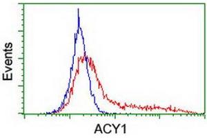 HEK293T cells transfected with either RC201284 overexpress plasmid (Red) or empty vector control plasmid (Blue) were immunostained by anti-ACY1 antibody (ABIN2454833), and then analyzed by flow cytometry. (Aminoacylase 1 anticorps)