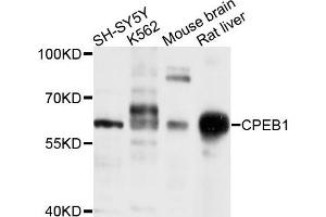 Western blot analysis of extracts of various cells, using CPEB1 antibody. (CPEB1 anticorps)