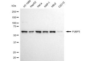 anti-Far Upstream Element (FUSE) Binding Protein 3 (FUBP3) antibody
