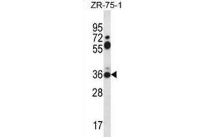 Western Blotting (WB) image for anti-Syntaxin 2 (STX2) antibody (ABIN2996767) (STX2 anticorps)