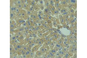 IHC-P analysis of Mouse Tissue, with DAB staining. (CD3D anticorps  (AA 22-104))