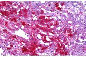 Anti-NPY / Neuropeptide Y antibody IHC staining of human adrenal medulla. (NPY anticorps  (AA 29-97))