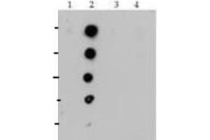 Dot Blot of Rabbit Histone H4 [Monomethyl Lys20] Antibody.
