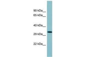 Image no. 1 for anti-Surfactant Protein D (SFTPD) (AA 107-156) antibody (ABIN6741645)