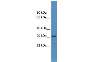 anti-AU RNA Binding Protein/enoyl-CoA Hydratase (AUH) (N-Term) antibody
