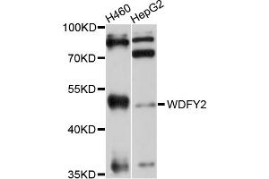 Western blot analysis of extracts of various cell lines, using WDFY2 antibody (ABIN4905617) at 1:1000 dilution. (WDFY2 anticorps)