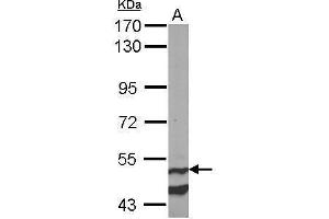 WB Image Sample (50 ug of whole cell lysate) A: mouse brain 7.