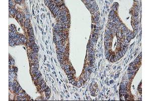 Image no. 3 for anti-Prostaglandin E Synthase 2 (PTGES2) antibody (ABIN1500491) (PTGES2 anticorps)
