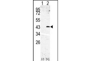Western blot analysis of SL3(arrow) using rabbit polyclonal SL3 Antibody (N-term) (ABIN390296 and ABIN2840734). (SPPL3 anticorps  (N-Term))
