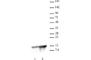 Histone H4K8ac antibody (pAb) tested by Western Blot. (Histone H4 anticorps  (acLys8))