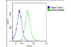 Overlay histogram showing Ramos cells stained with A(green line). (PTGER3 anticorps  (N-Term))
