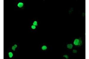 Anti-PADI4 mouse monoclonal antibody (ABIN2455883) immunofluorescent staining of COS7 cells transiently transfected by pCMV6-ENTRY PADI4 (RC206501).