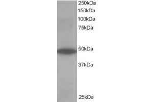 Western Blotting (WB) image for anti-Oxysterol Binding Protein-Like 1A (OSBPL1A) (C-Term) antibody (ABIN2466045)