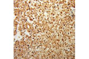 Immunohistochemistry (IHC) image for anti-Fibroblast Growth Factor 2 (Basic) (FGF2) antibody (ABIN1872685) (FGF2 anticorps)