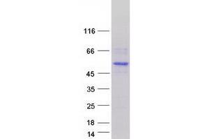 Validation with Western Blot