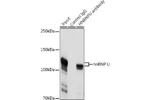 Immunoprecipitation analysis of 300 μg extracts of Jurkat cells using 3 μg hnRNP U antibody (ABIN1680323, ABIN3018279, ABIN3018280 and ABIN6220424).