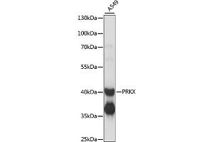 Western blot analysis of extracts of A549 cells, using PRKX antibody (ABIN6291673) at 1:1000 dilution. (PRKX anticorps)