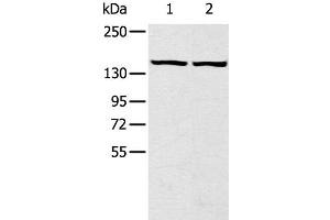Western Blot analysis of Hela and hepg2 cell using TBC1D4 Polyclonal Antibody at dilution of 1:320 (TBC1D4 anticorps)