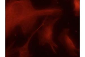 Immunofluorescence (IF) image for anti-Tubulin, alpha 4a (TUBA4A) (C-Term) antibody (ABIN1440013)