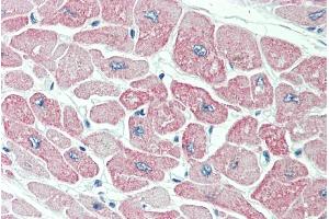 ABIN190810 (5µg/ml) staining of paraffin embedded Human Heart.