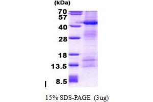 Image no. 1 for Protein O-Fucosyltransferase 1 (POFUT1) protein (His tag) (ABIN1098747)