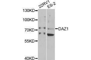 Western blot analysis of extracts of various cell lines, using DAZ1 antibody (ABIN1876498) at 1:1000 dilution. (DAZ1 anticorps)