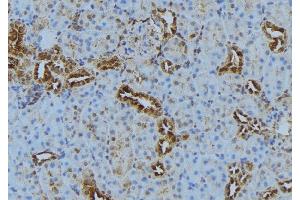 ABIN6278837 at 1/100 staining Mouse kidney tissue by IHC-P. (COX7C anticorps  (Internal Region))