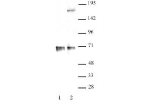RBM39 antibody (pAb) tested by Western blot. (RBM39 anticorps  (N-Term))