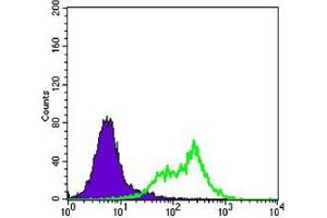 Flow cytometric analysis of Hela cells using RICTOR mouse mAb (green) and negative control (purple).