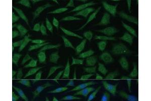 Immunofluorescence analysis of L929 cells using REXO2 Polyclonal Antibody at dilution of 1:100 (40x lens).
