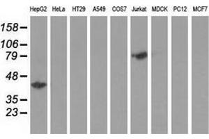 Western blot analysis of extracts (35 µg) from 9 different cell lines by using anti-HP monoclonal antibody. (Haptoglobin anticorps)